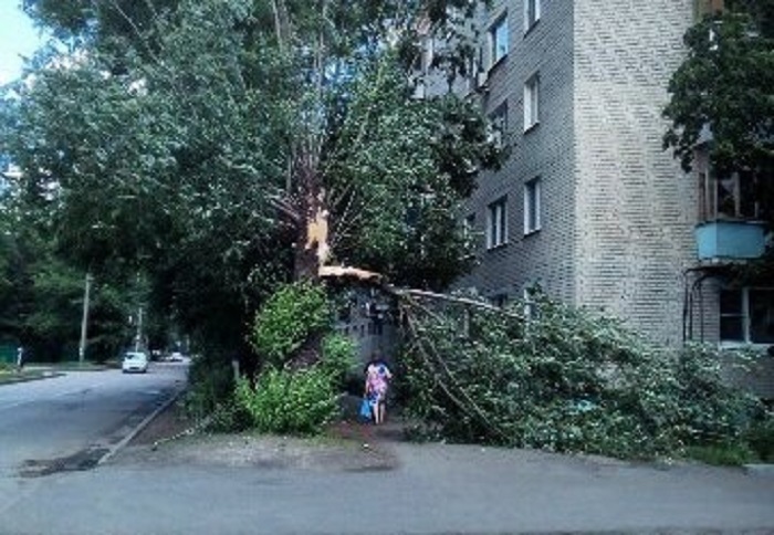 В Пензе рухнувшее дерево перекрыло тротуар