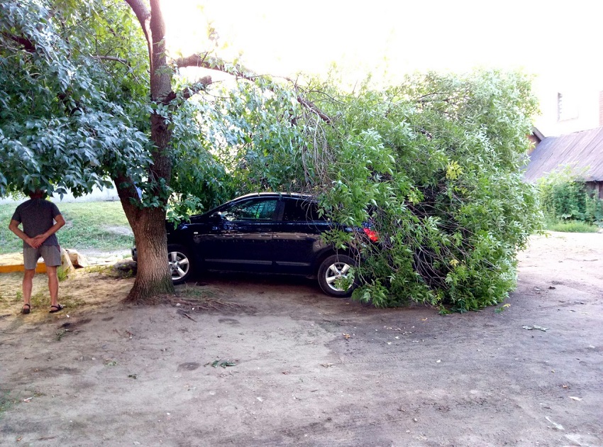 В Пензенской области во дворе жилого дома упало еще одно дерево: повреждены две иномарки