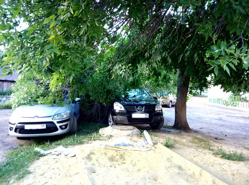 В Пензенской области во дворе жилого дома упало еще одно дерево: повреждены две иномарки