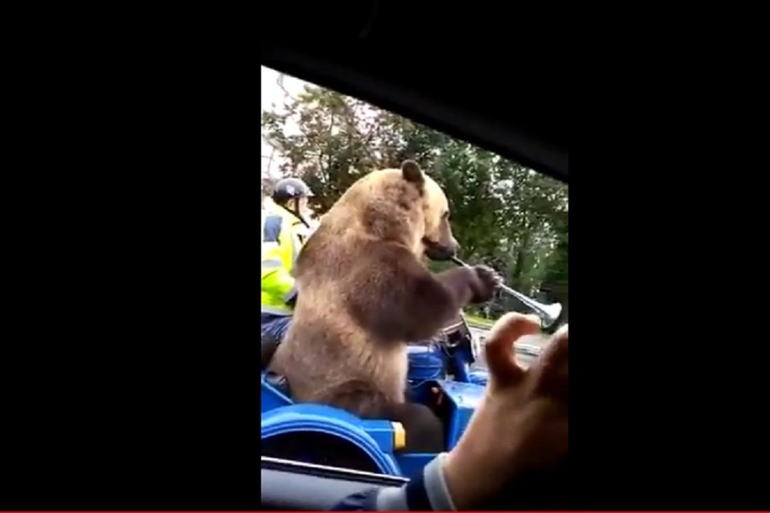 В Сети просматривают видео с участием циркового медведя на мотоцикле в Пензе