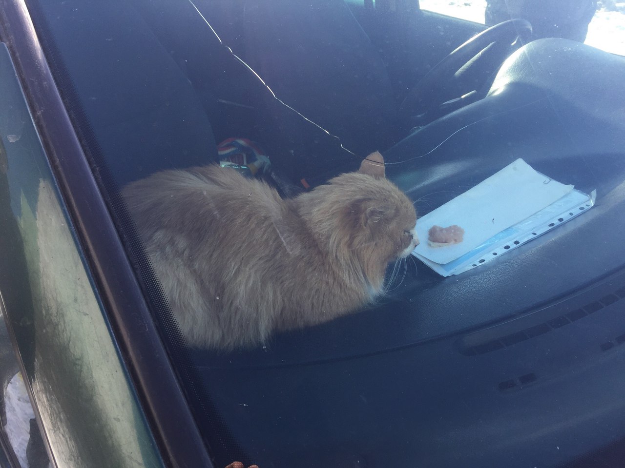 Пензенцы помогли освободить запертого в автомобиле кота