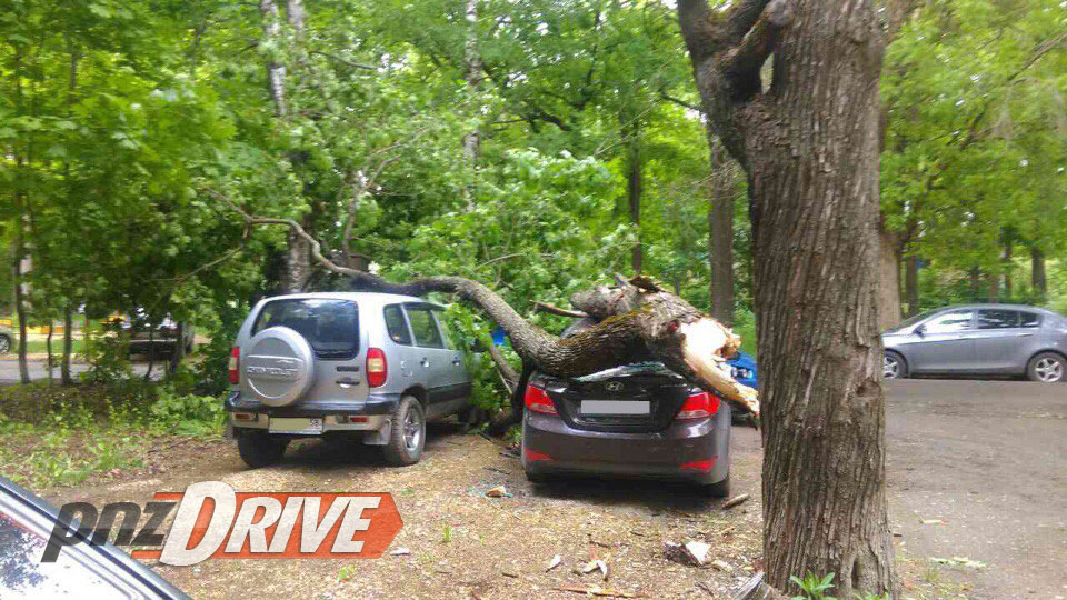 В Пензе из-за ветра старое дерево раздавило три автомобиля