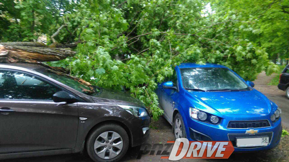 В Пензе из-за ветра старое дерево раздавило три автомобиля