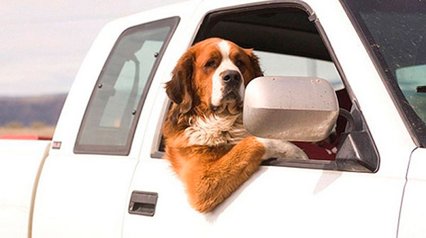 На место! Правильно перевозим животных в автомобиле